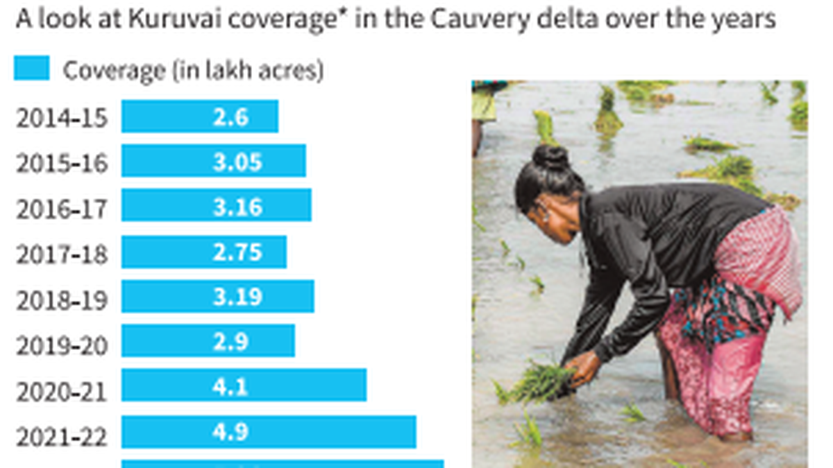  Kuruvai coverage rose by 40% above normal in last five years